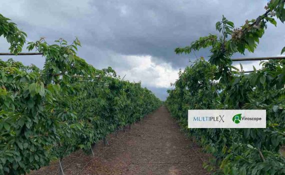 Multiplex y Viroscope: Revolucionando la Competitividad y Rentabilidad en la Cadena Productiva Agrícola