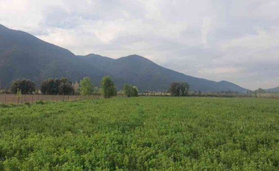 Participación de la Segunda Convocatoria al Programa de Fitosanidad de Multiplex con metodología Viroscope