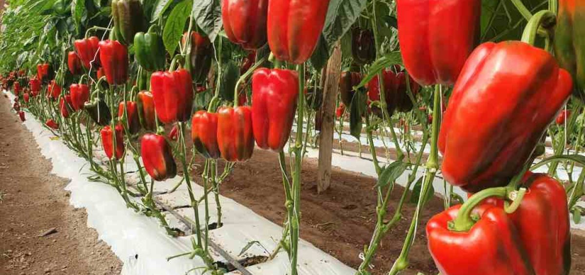 Multiplex Viroscope Arica en el foco fitosanitario: Diagnósticos moleculares para una agricultura sostenible